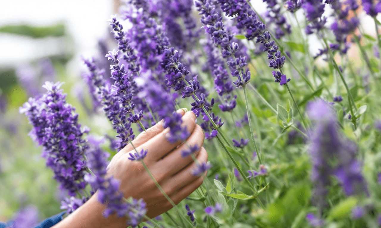 Rivela il trucco per avere una lavanda rigogliosa con scarti di tutti i giorni!