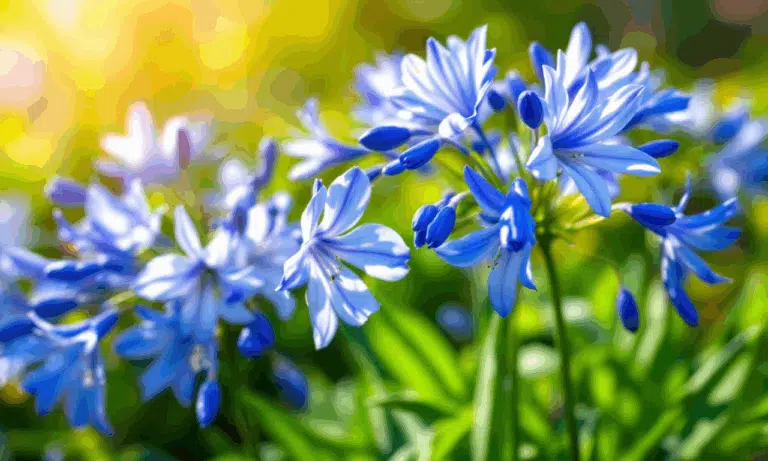 Hai degli agapanto in giardino? Questo trucco poco noto li fa moltiplicare a dismisura.