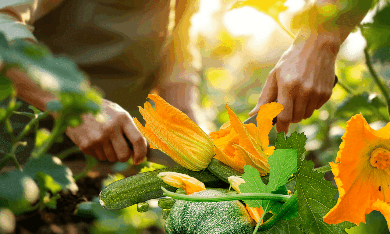 Zucchine in estate: tecniche di raccolta per ottenere il meglio